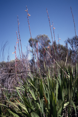 APII jpeg image of Watsonia meriana  © contact APII