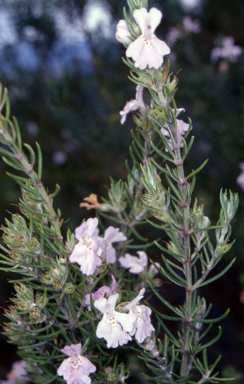 APII jpeg image of Westringia eremicola  © contact APII