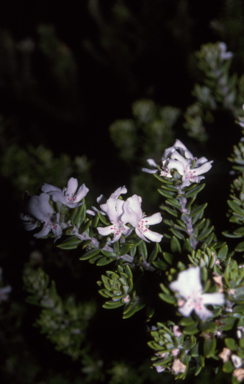 APII jpeg image of Westringia fruticosa  © contact APII