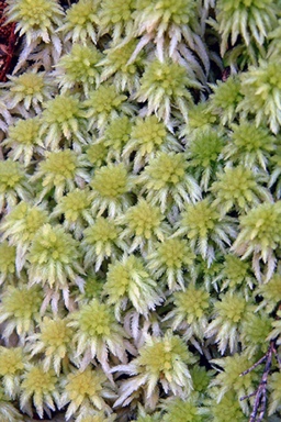 APII jpeg image of Sphagnum cristatum  © contact APII