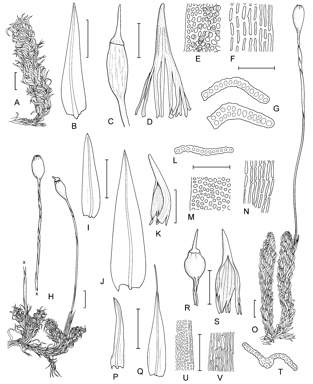 APII jpeg image of Macromitrium dielsii,<br/>Macromitrium longirostre,<br/>Macromitrium microstomum  © contact APII