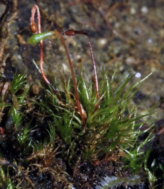 APII jpeg image of Leptobryum pyriforme  © contact APII