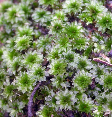 APII jpeg image of Rosulabryum billarderii  © contact APII