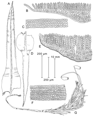 APII jpeg image of Polytrichastrum alpinum,<br/>Polytrichastrum formosum  © contact APII