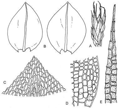 APII jpeg image of Dendrocryphaea tasmanica  © contact APII