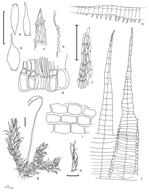 APII jpeg image of Acanthorrhynchium papillatum  © contact APII