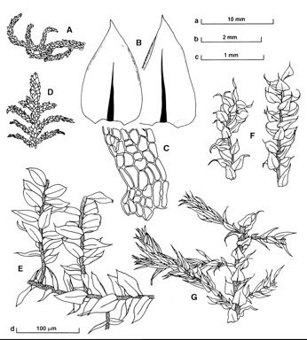 APII jpeg image of Eurhynchium asperipes,<br/>Eurhynchium laevisetum,<br/>Eurhynchium praelongum,<br/>Pseudoscleropodium purum,<br/>Scleropodium australe  © contact APII