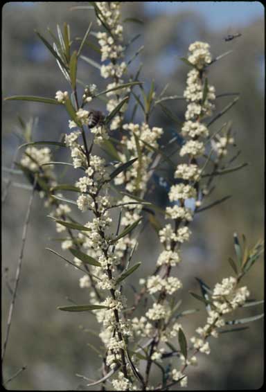 APII jpeg image of Logania albiflora  © contact APII