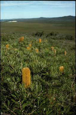 APII jpeg image of Banksia spinulosa var. collina  © contact APII