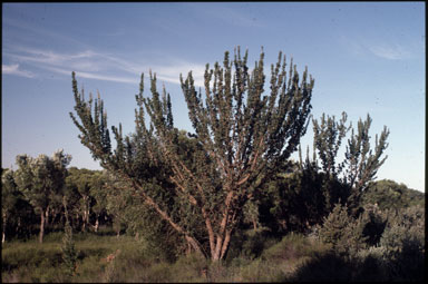 APII jpeg image of Banksia ilicifolia  © contact APII