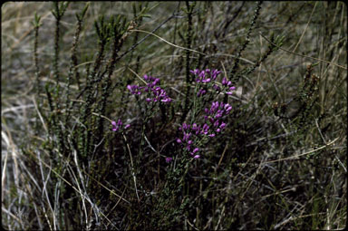 APII jpeg image of Comesperma retusum  © contact APII