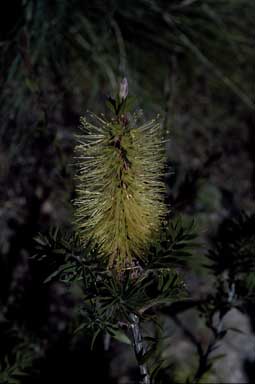 APII jpeg image of Callistemon viridiflorus  © contact APII