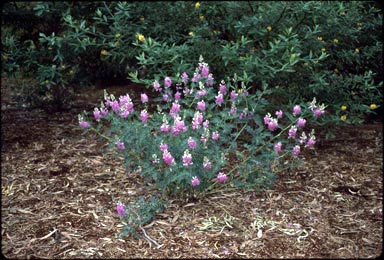 APII jpeg image of Swainsona galegifolia  © contact APII