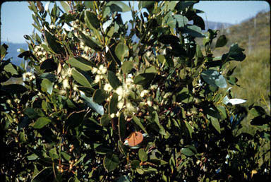 APII jpeg image of Eucalyptus subcrenulata  © contact APII