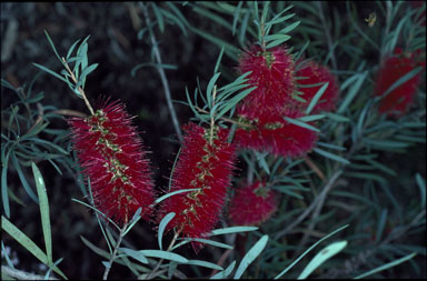 APII jpeg image of Callistemon phoeniceus  © contact APII