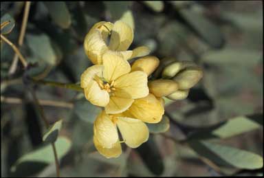 APII jpeg image of Cassia pleurocarpa  © contact APII