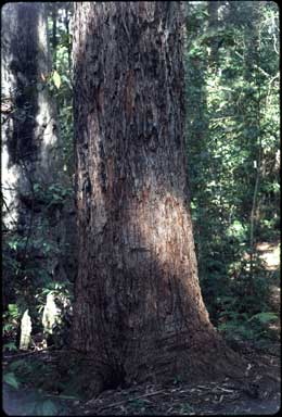 APII jpeg image of Eucalyptus pilularis  © contact APII