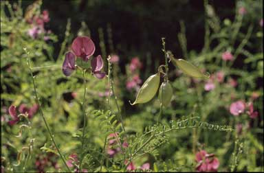 APII jpeg image of Swainsona galegifolia  © contact APII