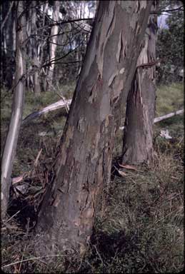 APII jpeg image of Eucalyptus elaeophloia  © contact APII