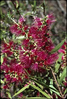 APII jpeg image of Callistemon 'Kotara Rose'  © contact APII