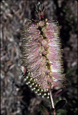 APII jpeg image of Callistemon citrinus 'Angela'  © contact APII