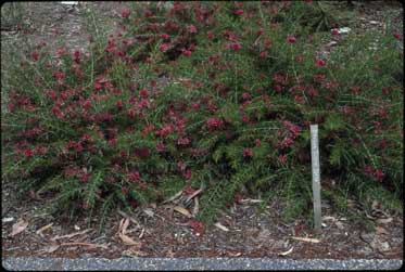 APII jpeg image of Grevillea 'Scarlet Sprite'  © contact APII