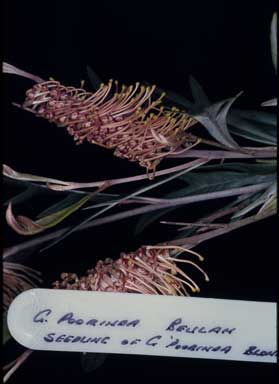 APII jpeg image of Grevillea 'Poorinda Beulah'  © contact APII