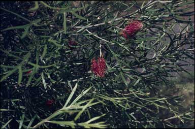 APII jpeg image of Grevillea 'Toowoomba Beauty'  © contact APII