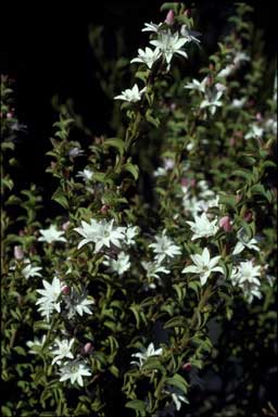 APII jpeg image of Philotheca buxifolia 'Southern Cross'  © contact APII