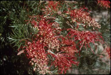 APII jpeg image of Grevillea bipinnatifida x biggenden  © contact APII