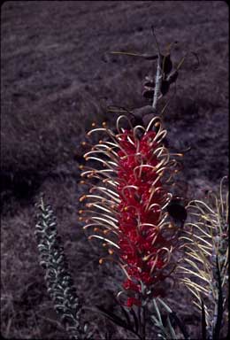 APII jpeg image of Grevillea 'Majestic'  © contact APII