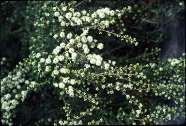 APII jpeg image of Kunzea granticola 'Crystal Cascades'  © contact APII