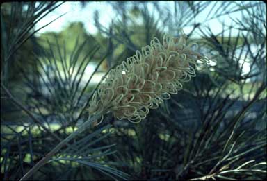 APII jpeg image of Grevillea 'Edna Ellen'  © contact APII