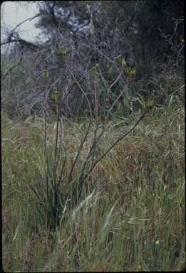 APII jpeg image of Anigozanthos manglesii x viridis  © contact APII