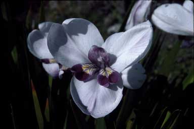 APII jpeg image of Diplarrena latifolia 'Amethyst Fairy'  © contact APII