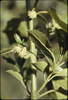 APII jpeg image of Hedycarya angustifolia  © contact APII