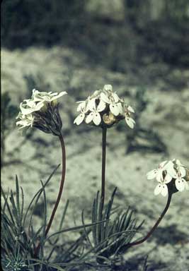 APII jpeg image of Stylidium crossocephalum  © contact APII