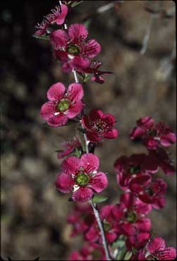 APII jpeg image of Leptospermum 'Bywong Merinda'  © contact APII