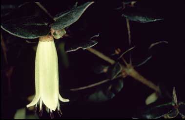 APII jpeg image of Correa reflexa 'Granny's Grave'  © contact APII