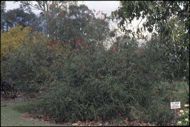 APII jpeg image of Grevillea 'Fire Sprite'  © contact APII