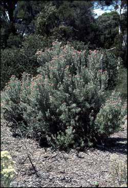 APII jpeg image of Ozothamnus rosmarinifolius 'Silver Jubilee'  © contact APII