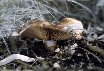 APII jpeg image of Cortinarius lavendulensis  © contact APII