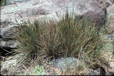 APII jpeg image of Poa clelandii  © contact APII