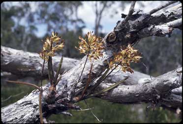 APII jpeg image of Dendrobium canaliculatum var. nigrescens  © contact APII