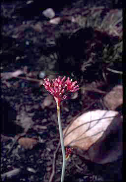 APII jpeg image of Haemodorum parviflorum  © contact APII