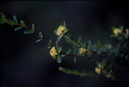 APII jpeg image of Pimelea flava subsp. flava  © contact APII