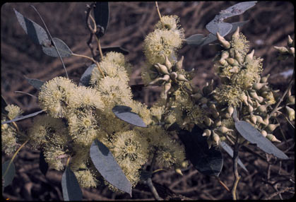 APII jpeg image of Eucalyptus yalatensis  © contact APII