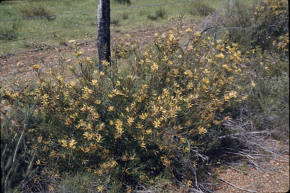 APII jpeg image of Lambertia multiflora  © contact APII