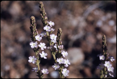 APII jpeg image of Buchnera ramosissima  © contact APII