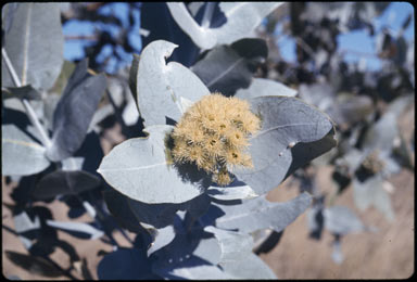 APII jpeg image of Eucalyptus pruinosa subsp. pruinosa  © contact APII